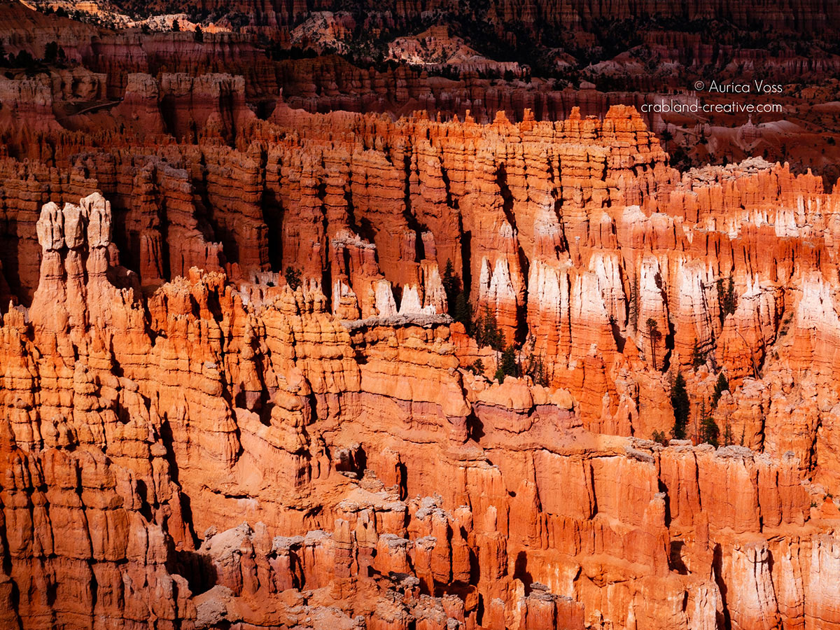 Bryce Canyon, Utah - Wandbilder - Fotokunst kaufen