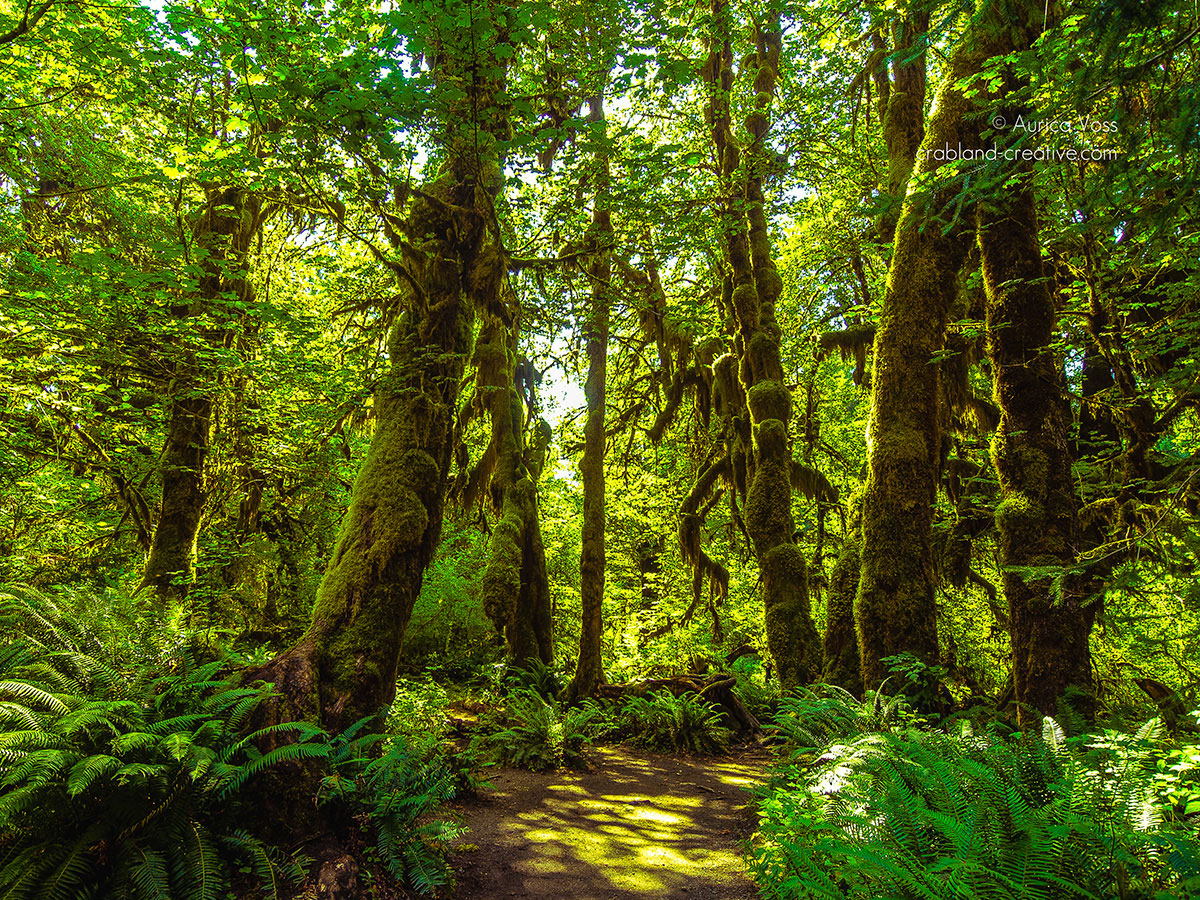 Die Hall of Mosses im Regenwald des Olympic National Parks in Washington State