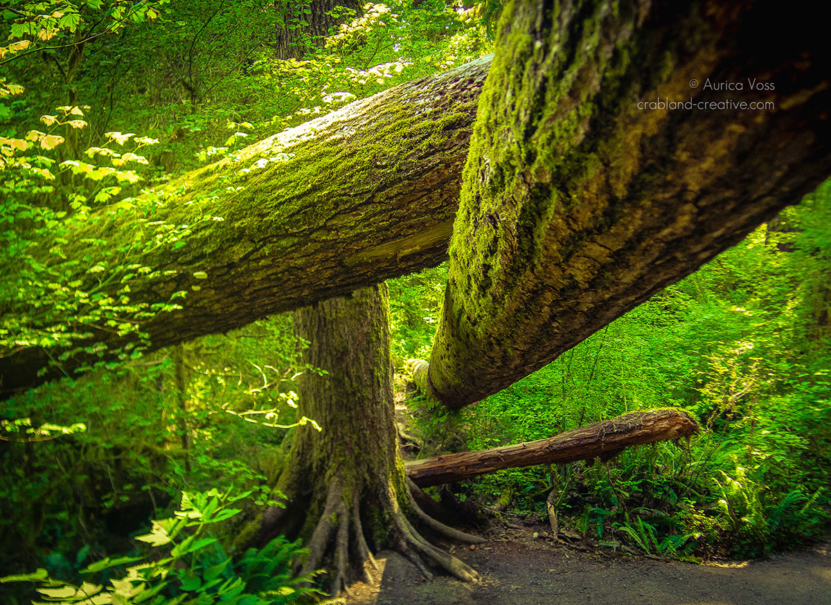 Umgestürzte Mammutbäume im Regenwald des Olympic Nationalparks in Washington State