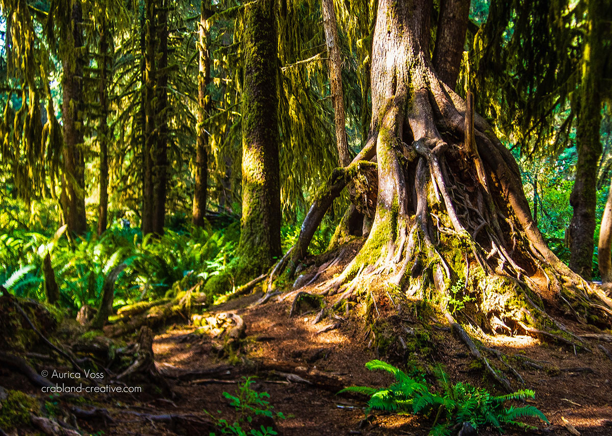 Einzelner Stamm eines Mammutbaums im Regenwald des Olympic Nationalparks, USA