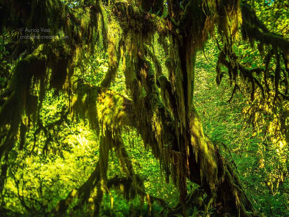 Moosbewachsener Baum im Regenwald des Olympic Nationalparks in Washington State, USA