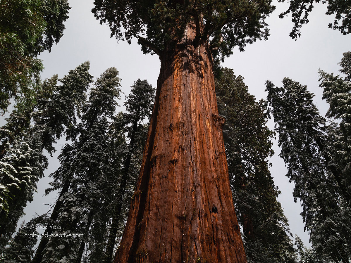 Gigantischer Sequoia-Baum im gleichnamigen Nationalpark in Kalifornien, USA