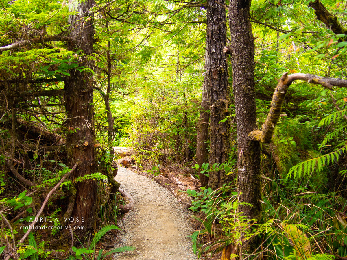 Pfad durch den grünen Regenwald auf Vancouver Island, Kanada