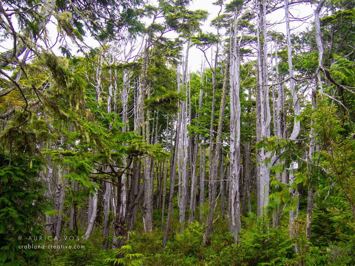 Bäume mit weißen Stämmen im kanadischen Regenwald