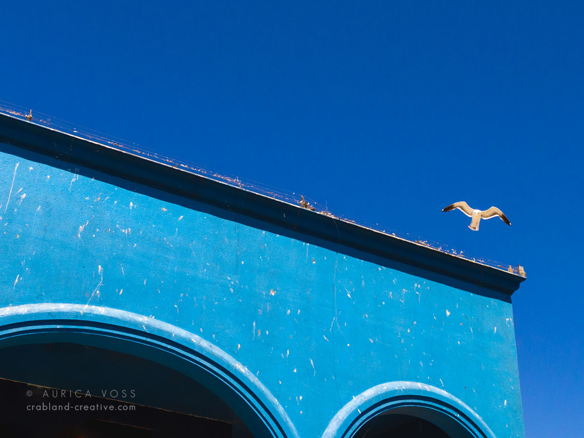 Möwe über blauem Haus in Venice Beach, Kalifornien