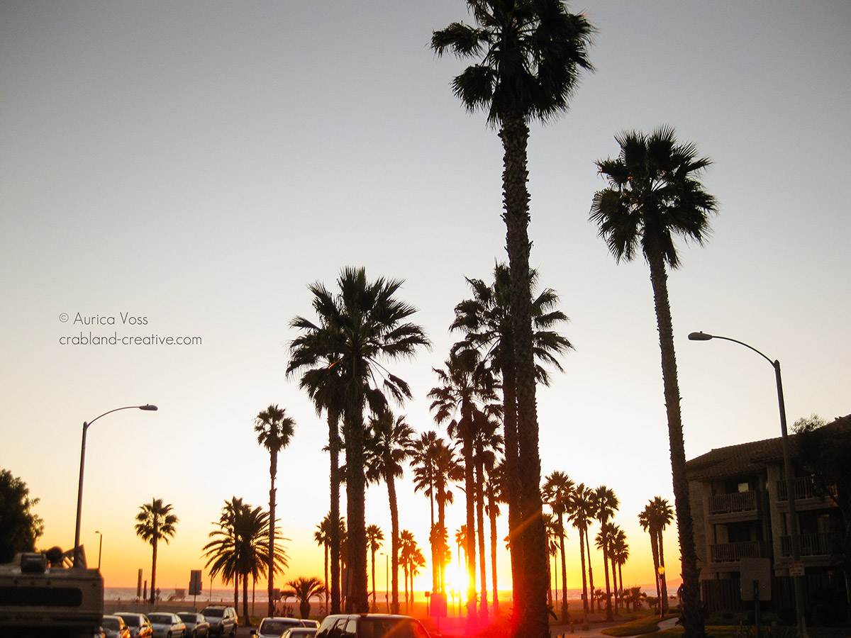 Palmen in Venice Beach vor untergehender Sonne an einem Sommertag