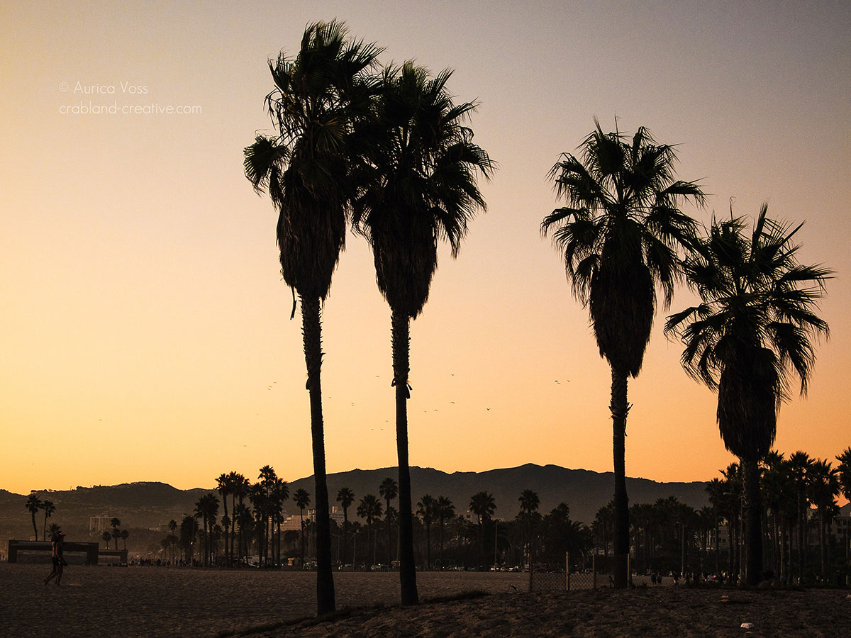 Silhouetten von vier Palmen vor den Hollywood Hills im Sonnenuntergang