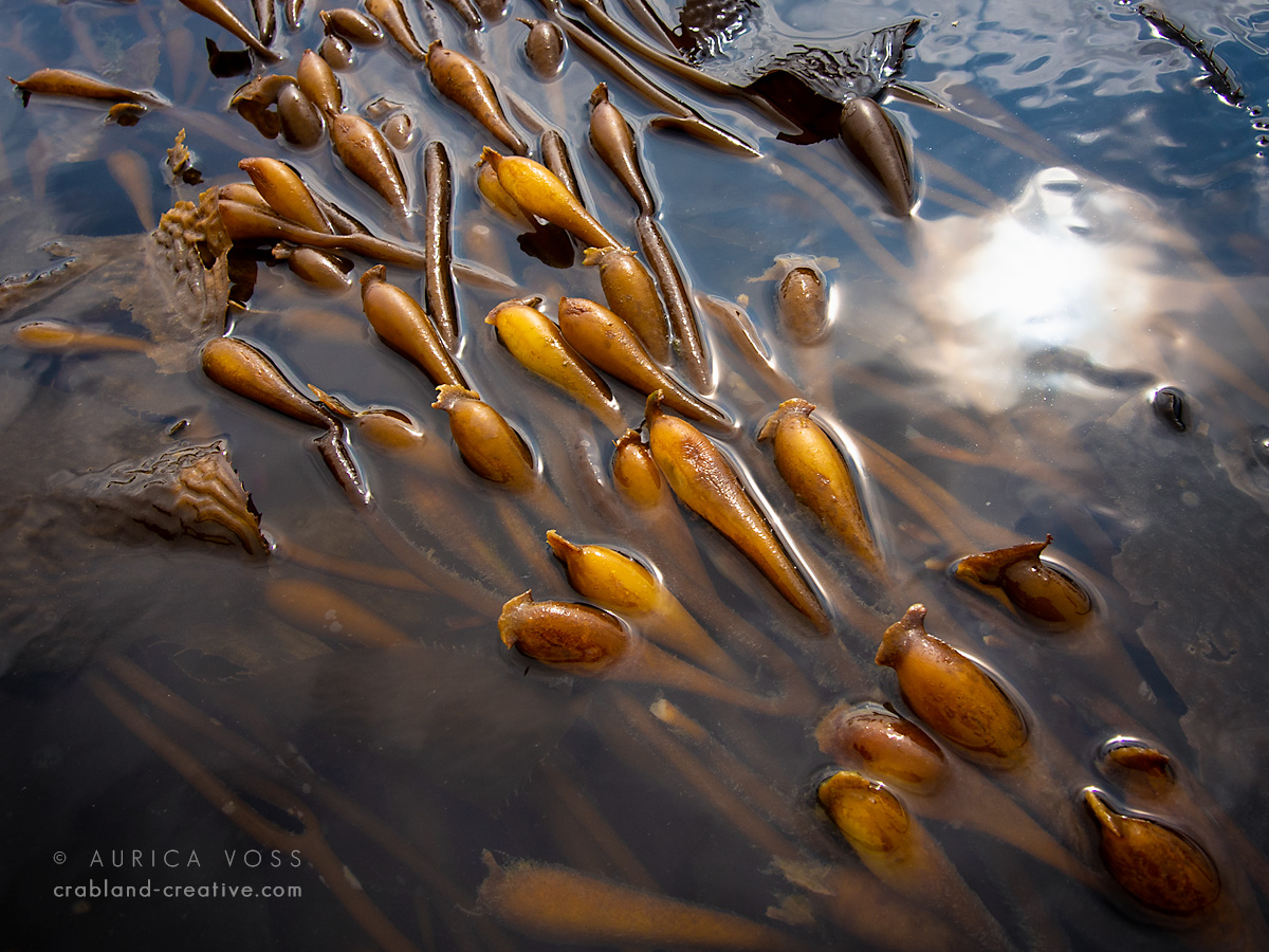Flora auf Vancouver Island - Essbare Algen in der Bucht von Ucluelet