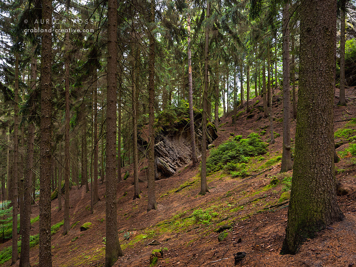 Nationalpark Sächsische Schweiz - Felsen im Wald auf dem Malerweg