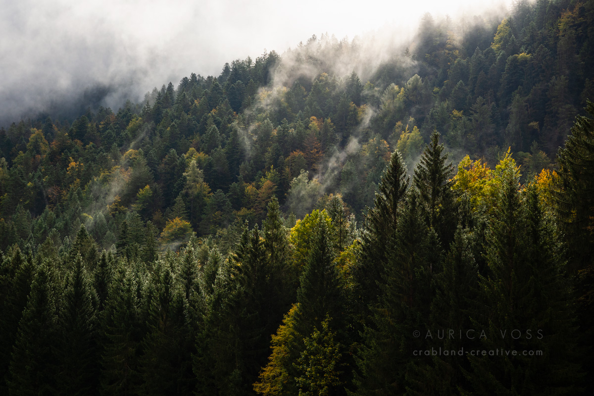Fotografie mit Wald und Nebel in den Alpen