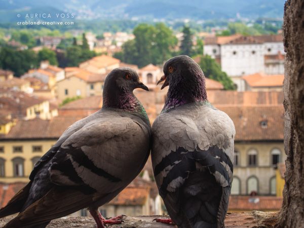 Zwei Tauben im Gespräch über den roten Dächern von Florenz