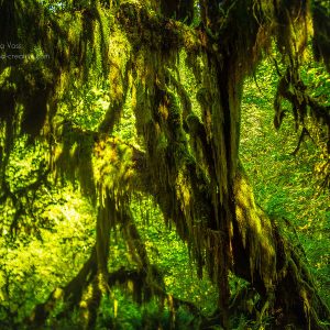 Moosbewachsener Baum im Regenwald des Olympic Nationalparks in Washington State, USA