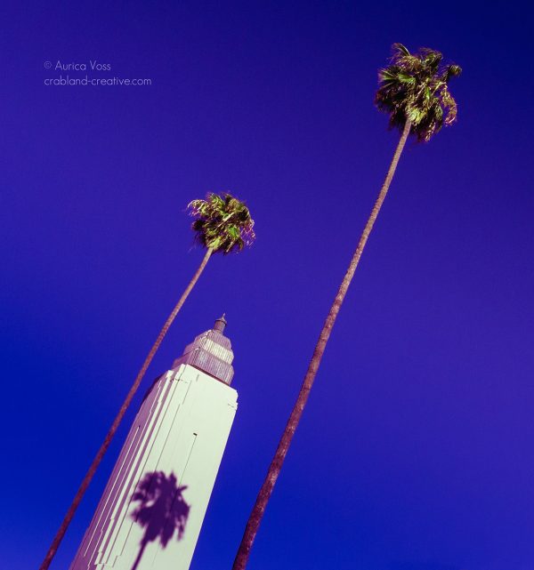 Zwei hohe Palmen und ein Wolkenkratzer in Hollywood, Los Angeles, USA