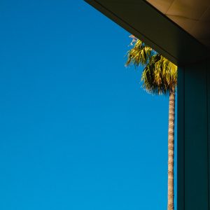 Einzelne Palme an Gebäude in Hollywood, Los Angeles, USA