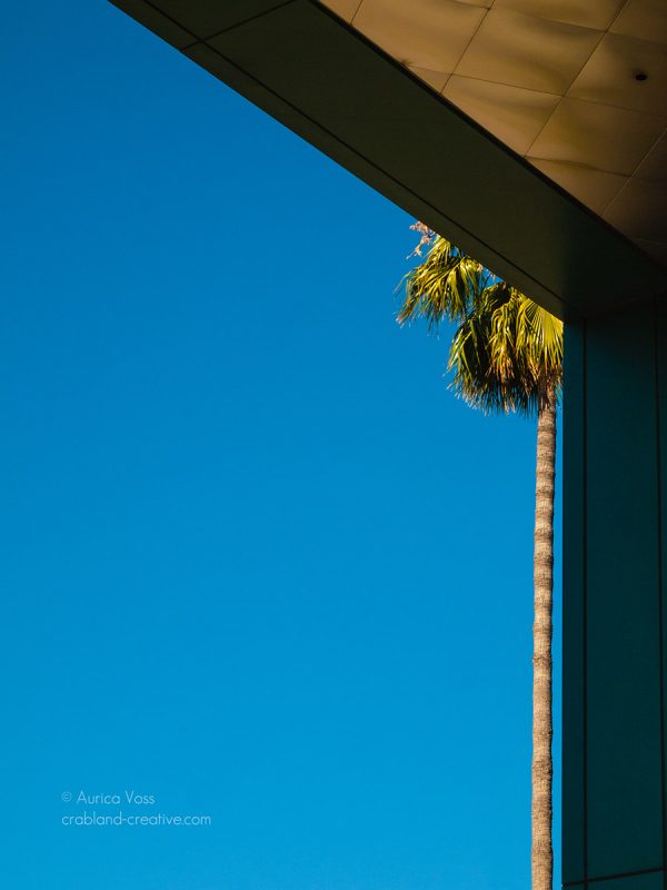 Einzelne Palme an Gebäude in Hollywood, Los Angeles, USA