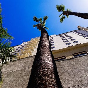 Palmen an der Fassade des Roosevelt Hotels in Hollywood, Los Angeles, USA
