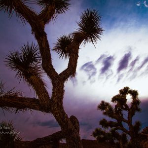 Silhouetten zweier Joshua Trees in Kalifornien, USA