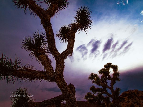 Silhouetten zweier Joshua Trees in Kalifornien, USA