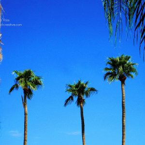 Drei Palmen vor blauem Himmel