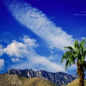 Palme vor den Bergen der Sierra Nevada, Kalifornien