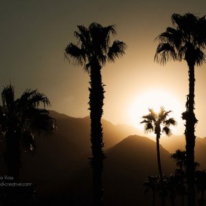 Palmen im Sonnenuntergang in Palm Springs, USA