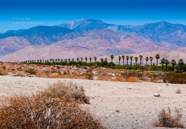 Palmenallee aus der Ferne in der Wüste der Sierra Nevada