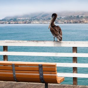 Pelikan auf einer Brüstung an der kalifornischen Pazifikküste