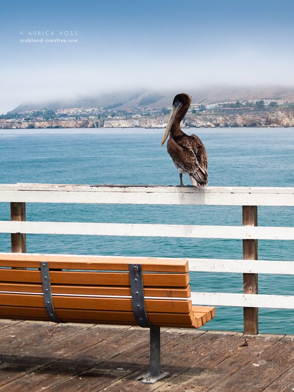 Pelikan auf einer Brüstung an der kalifornischen Pazifikküste