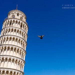 Eine Taube fliegt am Schiefen Turm von Pisa vorbei
