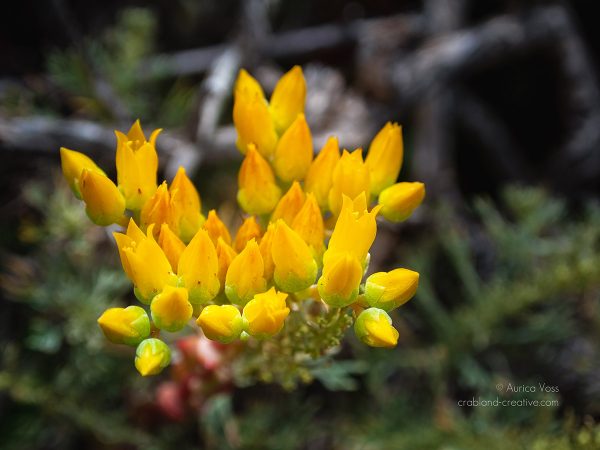 Gelbe Blüten in Kalifornien als Nahaufnahme