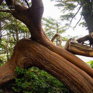 Verschlungener Baumstamm im Regenwald auf Vancouver Island, Kanada