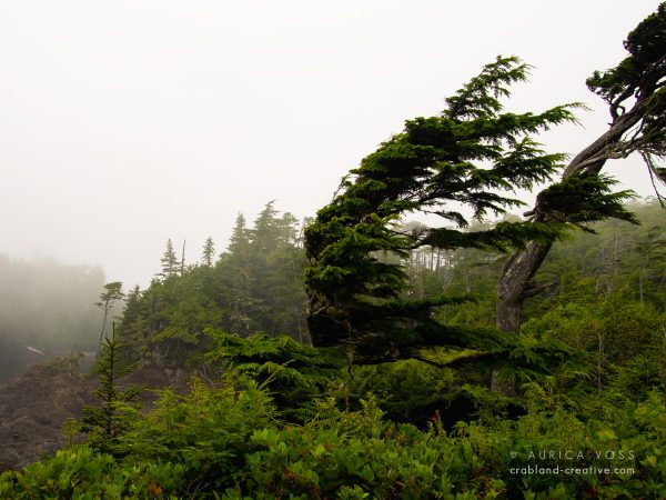 Windverwehte Bäume an der Küste von Vancouver Island