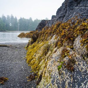Felsen am Strand bei Ebbe in Vancouver Island