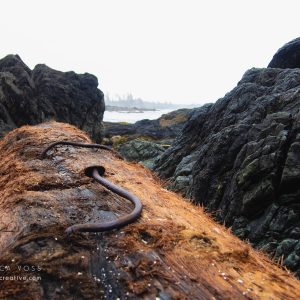 Treibholz zwischen Felsen am Strand von Vancouver Island