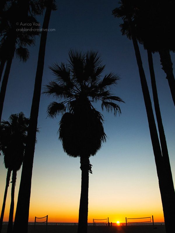 Palmen in der blauen Stunde in Venice Beach, Kalifornien