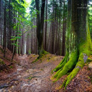 Nationalpark Sächsische Schweiz - Zauberhafter Wald auf dem Malerweg