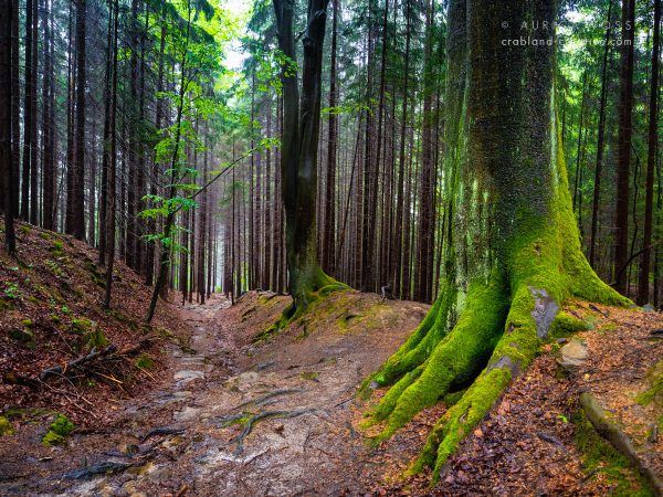 Nationalpark Sächsische Schweiz - Zauberhafter Wald auf dem Malerweg