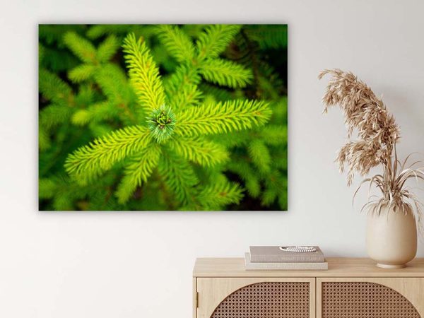 Wandbild Baum - Fotokunst kaufen - Fine Art Fotografie Natur Landschaft Wald