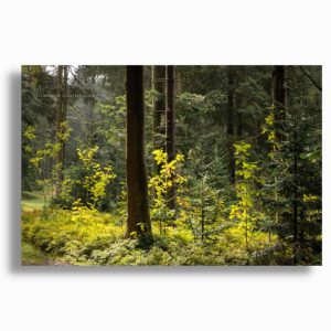 Bayerischer Wald Wandbild